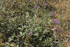 Bituminaria bituminosa