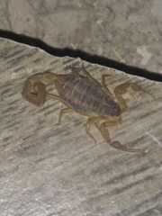 Centruroides ornatus