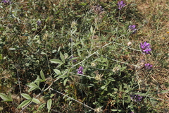 Bituminaria bituminosa