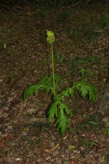 Tacca leontopetaloides