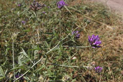 Bituminaria bituminosa