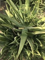 Aloe vera