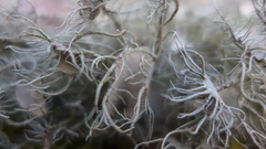 Usnea florida