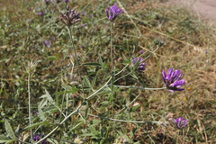 Bituminaria bituminosa