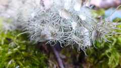 Usnea florida