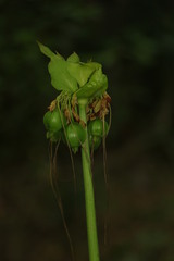 Tacca leontopetaloides
