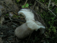 Lactarius trivialis