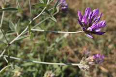 Bituminaria bituminosa