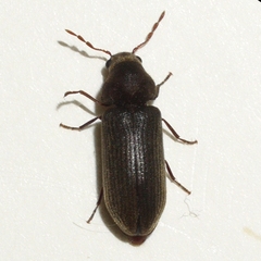 Anobiinae