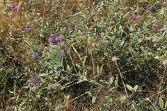 Bituminaria bituminosa