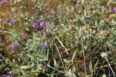 Bituminaria bituminosa