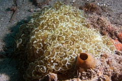Fimbriaphyllia ancora