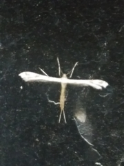 Platyptilia carduidactylus