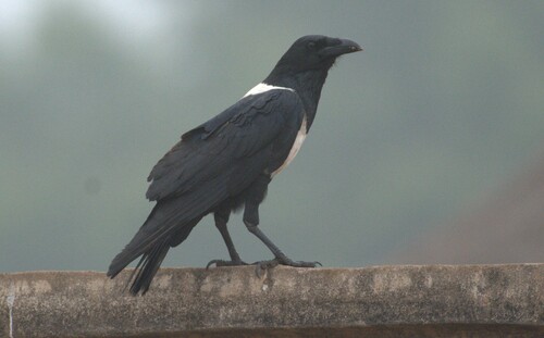 Pied Crow