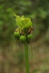 Tacca leontopetaloides