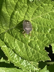 Holcostethus abbreviatus