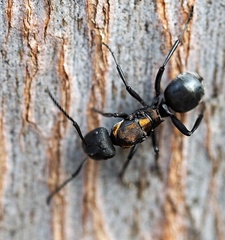 Polyrhachis ornata