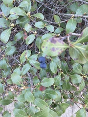 Vaccinium arboreum