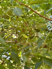 Eriophyes virescens