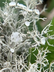 Usnea strigosa