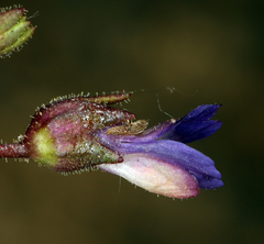 Collinsia callosa