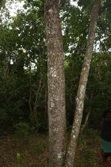 Elaeodendron curtipendulum