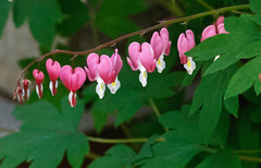 Lamprocapnos spectabilis
