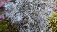 Usnea florida