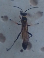 Sceliphron asiaticum