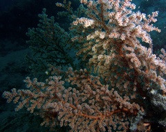 Siphonogorgia godeffroyi