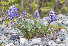 Lupinus arcticus