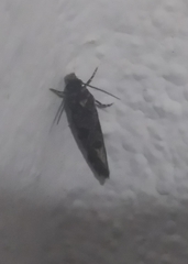 Oinophila v-flava