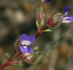 Collinsia callosa