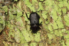 Archophileurus