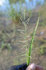 Leptochloa