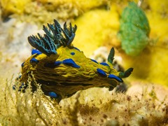 Tambja verconis