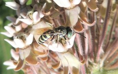 Microbembex monodonta