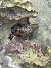 Acanthopleura granulata