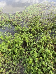 Marsilea macropoda