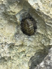 Acanthopleura granulata