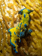 Tambja verconis
