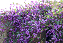 Hardenbergia