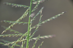 Leptochloa