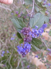 Ceanothus tomentosus