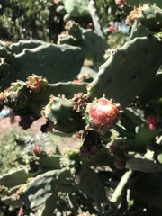 Opuntia dejecta