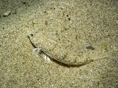 Favonigobius lateralis