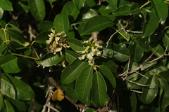 Derris trifoliata