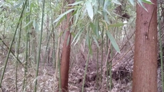 Phyllostachys aurea
