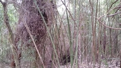 Phyllostachys aurea