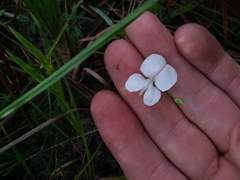 Tephrosia florida